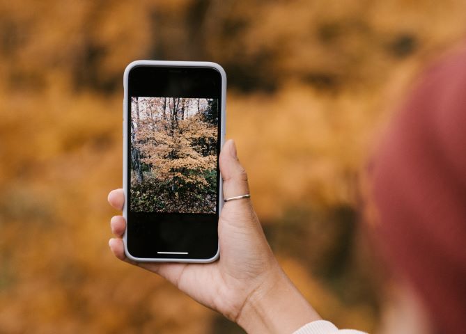 4 Useful Apps to Identify Edible Plants Apps to Identify Edible Plants